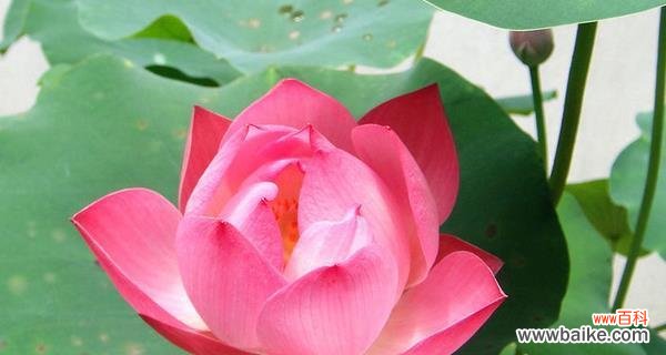 探索荷花所传递的深刻内涵 荷花的花语及其象征意义