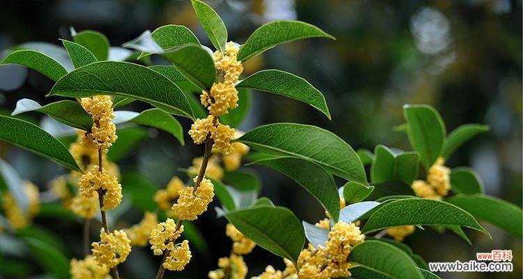 桂花树 桂花树的寓意与象征风水