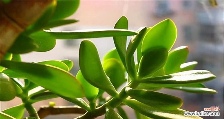 玉树开花的美丽景象与深刻寓意 以玉树开花