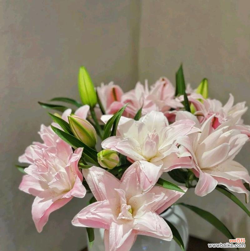 探索粉百合花语的深意与传达方式 粉百合花语之美