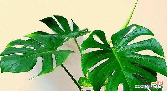 龟背竹的寓意与风水作用及摆放禁忌