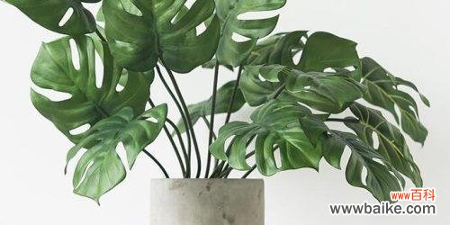 龟背竹的寓意与风水作用及摆放禁忌