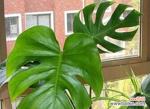 龟背竹的寓意与风水作用及摆放禁忌