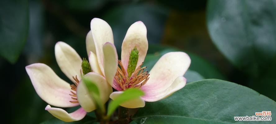 探索含笑花在风水中的神秘力量 含笑花风水寓意与作用