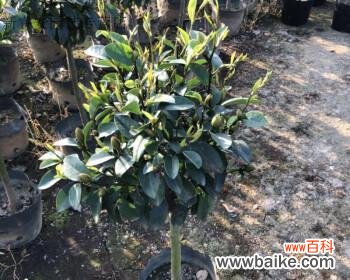 探索含笑花在风水中的神秘力量 含笑花风水寓意与作用