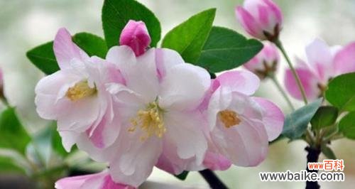 传承生命之美 海棠树的风水作用与寓意