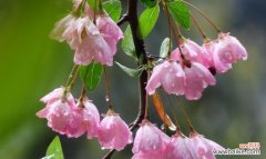 传承生命之美 海棠树的风水作用与寓意