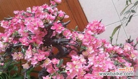 传承千年的吉祥符号与生命之花 海棠树的寓意与象征风水