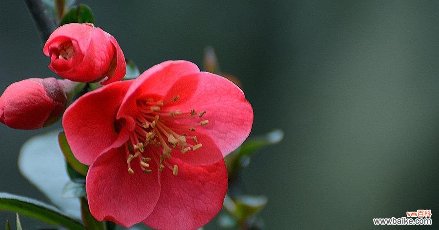 传承千年的吉祥符号与生命之花 海棠树的寓意与象征风水