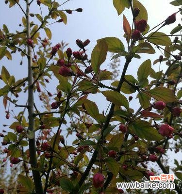 传承千年的吉祥符号与生命之花 海棠树的寓意与象征风水