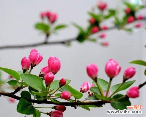 探寻海棠树的意义和风水禁忌 海棠树的寓意与风水
