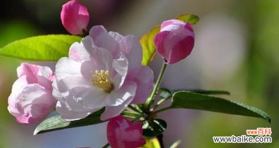 探寻海棠树的意义和风水禁忌 海棠树的寓意与风水