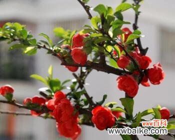 探寻海棠树的意义和风水禁忌 海棠树的寓意与风水