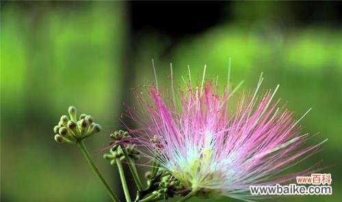 探索合欢花的花语 合欢花的花语