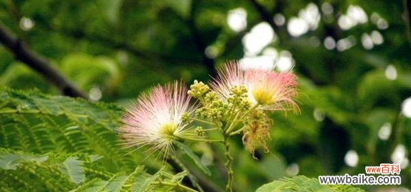 探索合欢花的花语 合欢花的花语