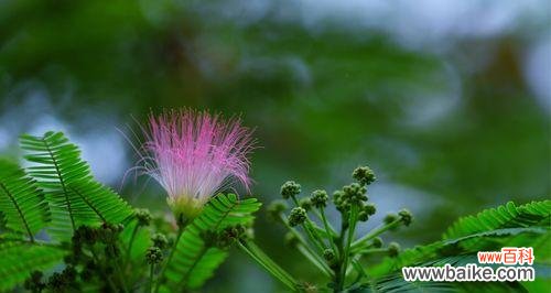 共享美好 合欢花的风水寓意与摆放位置解析