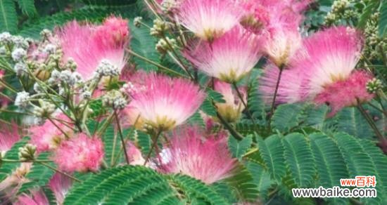 共享美好 合欢花的风水寓意与摆放位置解析