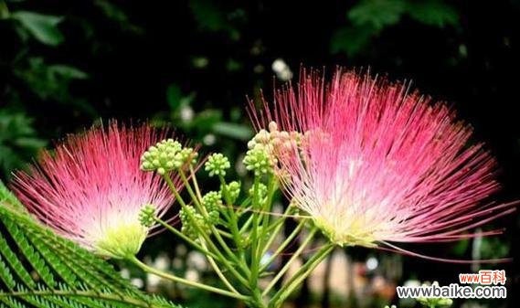 共享美好 合欢花的风水寓意与摆放位置解析