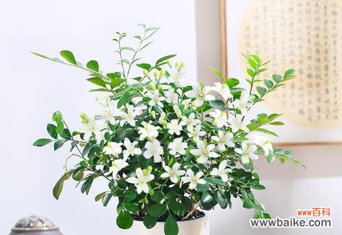 和顺树风水的奥秘揭秘 和顺树风水的作用与寓意