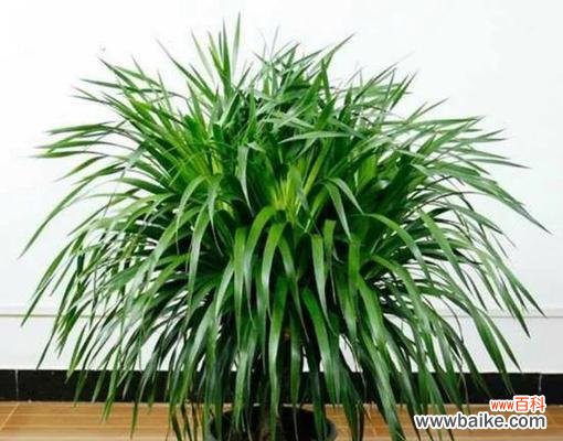 和顺树风水的奥秘揭秘 和顺树风水的作用与寓意