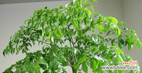 和顺树风水的奥秘揭秘 和顺树风水的作用与寓意