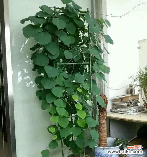 探寻何首乌的神秘力量 风水大师揭秘何首乌的寓意和摆放位置