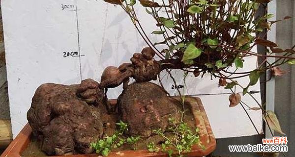 探寻何首乌的神秘力量 风水大师揭秘何首乌的寓意和摆放位置