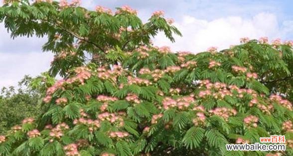 探寻合欢树风水的寓意与作用 合欢树风水的神奇力量