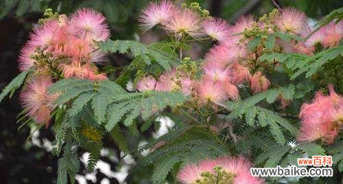 探寻合欢树风水的寓意与作用 合欢树风水的神奇力量