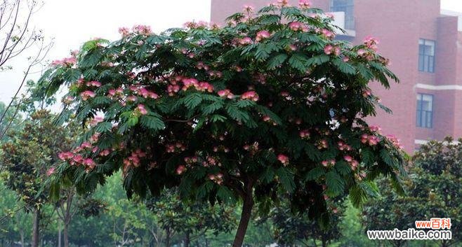 探寻合欢树风水的寓意与作用 合欢树风水的神奇力量