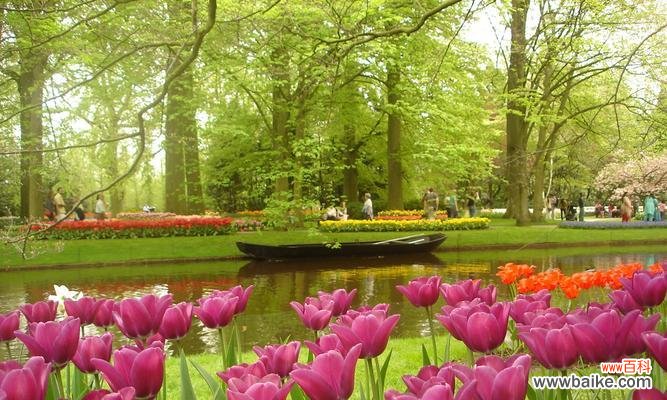 荷兰市花郁金香的历史与意义 荷兰郁金香的象征与寓意