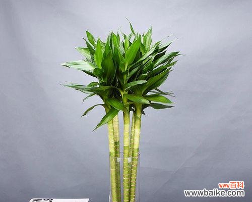 传承千年的吉祥之物 荷花竹的寓意与象征风水