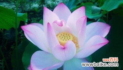 探寻荷花的开花时节与美丽的寓意 荷花开花季节与花语寓意