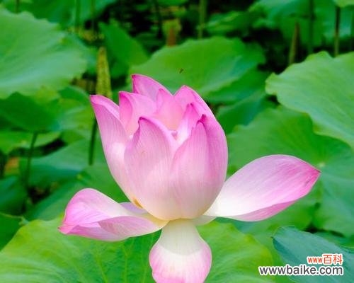 探寻荷花的开花时节与美丽的寓意 荷花开花季节与花语寓意