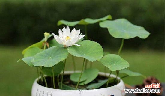 深入探究荷花的文化意义与风水象征 荷花的寓意与象征风水