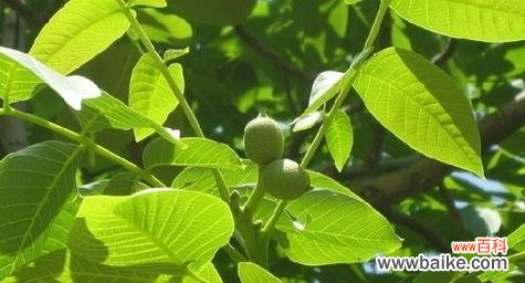 揭示核桃树在风水中的重要地位与作用 核桃树风水的祥瑞与寓意