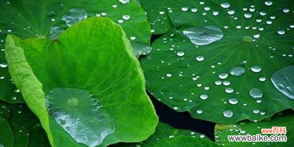 探索荷叶在文化 荷叶的象征意义及其寓意