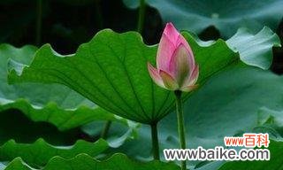 探索荷叶在文化 荷叶的象征意义及其寓意
