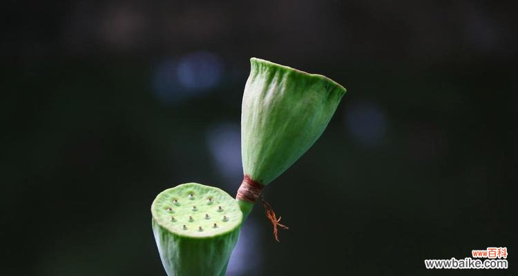 探索荷叶在文化 荷叶的象征意义及其寓意