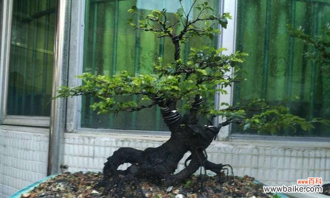 揭秘黑骨香的神秘力量与风水摆放的要点 以黑骨香的风水寓意与摆放位置