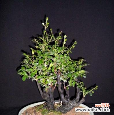 揭秘黑骨香的神秘力量与风水摆放的要点 以黑骨香的风水寓意与摆放位置