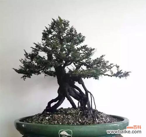 揭秘黑骨香的神秘力量与风水摆放的要点 以黑骨香的风水寓意与摆放位置