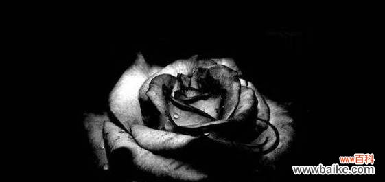 探究黑色玫瑰所传递的深邃情感 黑色玫瑰的花语及意义