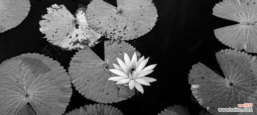 揭开黑色莲花象征意义的神秘面纱 黑色莲花