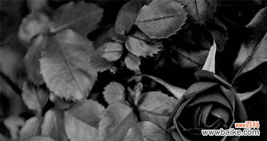 深情不被理解的代表 黑蔷薇的花语与寓意