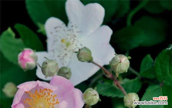 深情不被理解的代表 黑蔷薇的花语与寓意