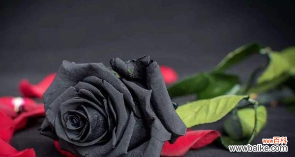 深情不被理解的代表 黑蔷薇的花语与寓意