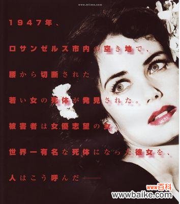 以黑美人开花的神奇之处与象征意义 黑美人花开之美丽的花语与寓意