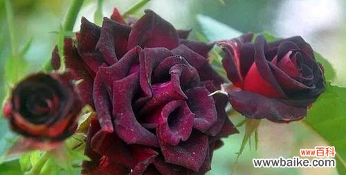 揭秘黑美人的花语和寓意 黑美人花