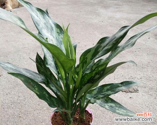 揭秘黑美人的花语和寓意 黑美人花